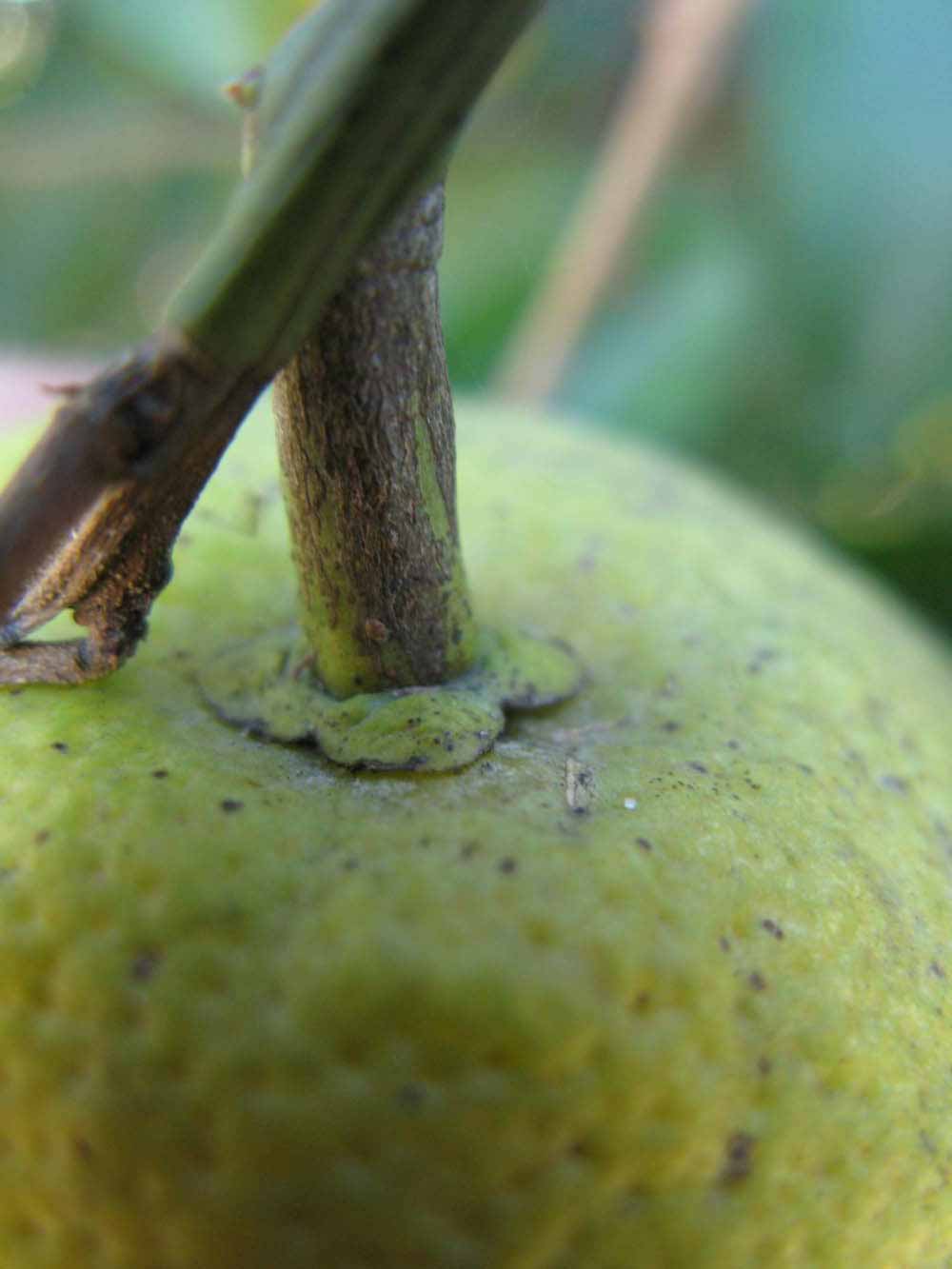              Fruit (Winter Haven, FL)       